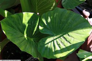 Alocasia_macrorrhiza