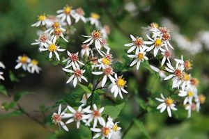 Aster_divaricatus