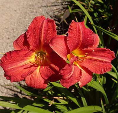 Hemerocallis_Red_Rum