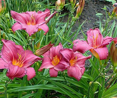Hemerocallis_Summer_Wine
