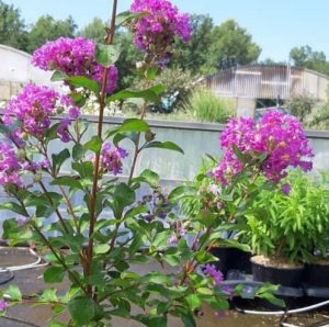 Lagestroemia_indica_superviolacea
