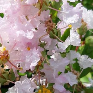 Lagestroemia_indica_nivea_fleurs
