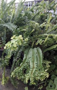 Nephrolepsis_cordifolia_plumosa