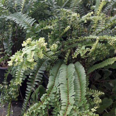 Nephrolepsis_cordifolia_plumosa