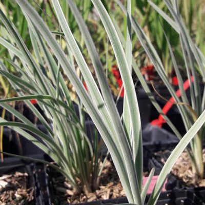 Tulbaghia_violacea_Silver_Lace