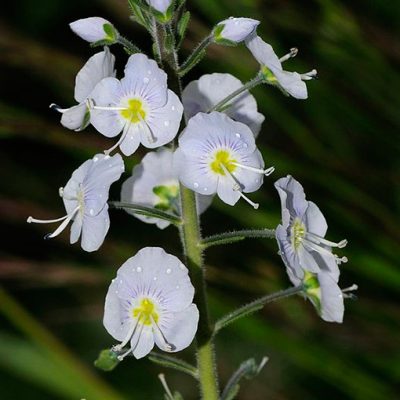Veronica_gentianoides