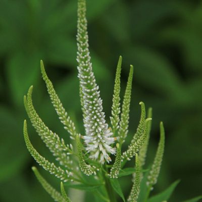 Veronicastrum_virginicum
