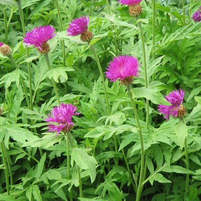 Centaurea_dealbata
