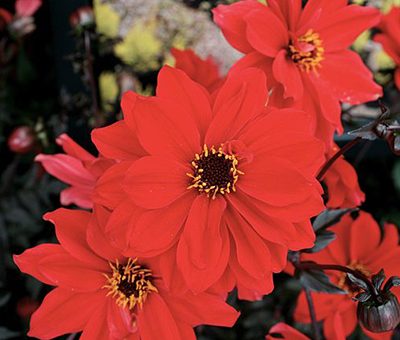 Dahlia_'Bishop_of_Llandaff'
