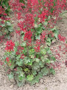 Heuchera_sanguinea_leuchtkaefer