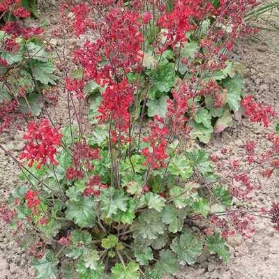Heuchera_sanguinea_leuchtkaefer