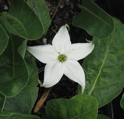 Jaborosa_integrifolia