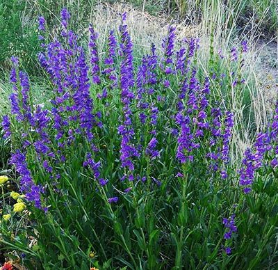 Penstemon_strictus