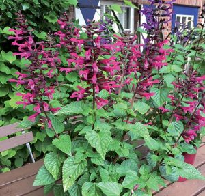 Salvia_Rockin'_Fuchsia