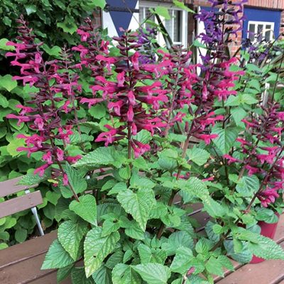 Salvia_Rockin'_Fuchsia