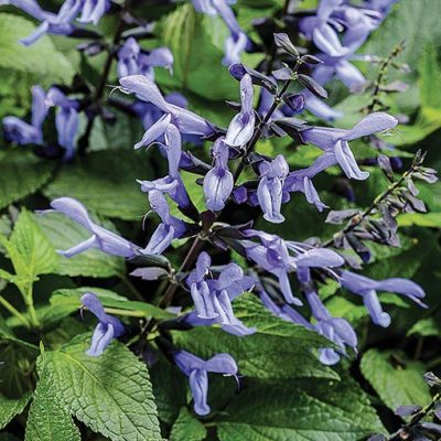 Salvia_Rockin'_Sky_Blue