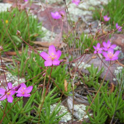 Talinum_calycinum