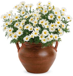 anthemis_butterfly_white