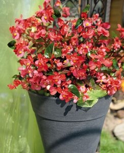 begonia_hybrida_bigf1_rose_green_leaf_hd