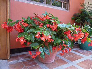 begonia_hybrida_dragon_wing_tm_red_02_hd
