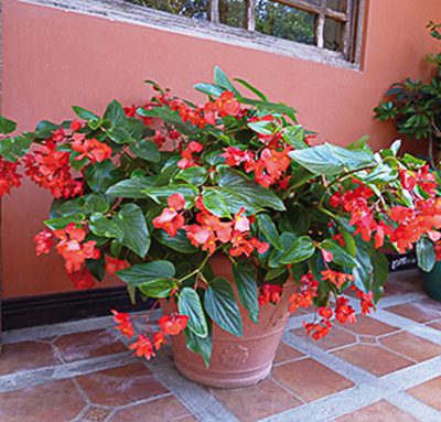 begonia_hybrida_dragon_wing_tm_red_02_hd