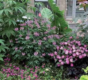 cleome_hybride_senorita_rosalita_hd