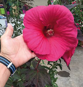 hibiscus_moscheutos_planet_r_griotte_trangri_hd