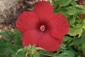 hibiscus_moscheutos_summerific_my_valentine
