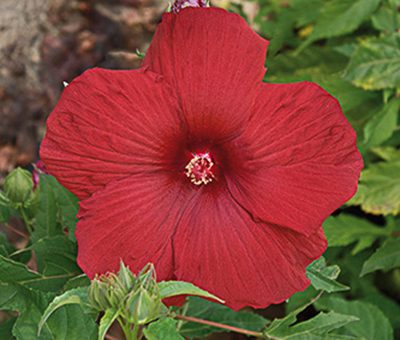 hibiscus_moscheutos_summerific_my_valentine