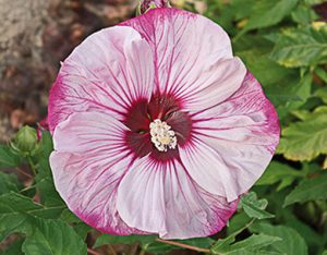 hibiscus_moscheutos_summerific_tm_cherry_cheesecake