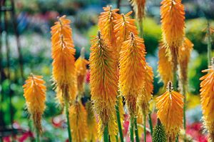kniphofia_popsicle_mango_hd