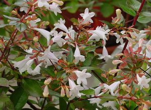 Abelia_grandiflora_S