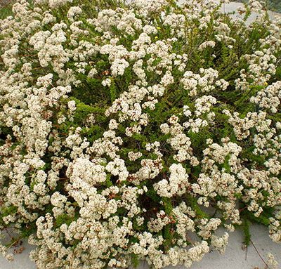 Eriogonum_fasciculatum