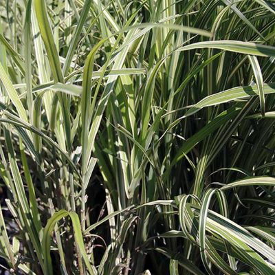 Miscanthus_sinensis_cosmopolitan