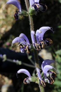Salvia_indica