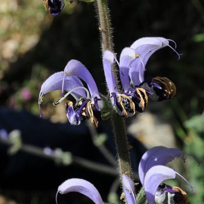 Salvia_indica