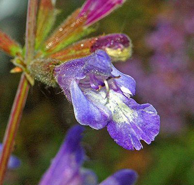 Salvia_interrupta