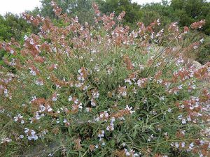 Salvia_pomifera