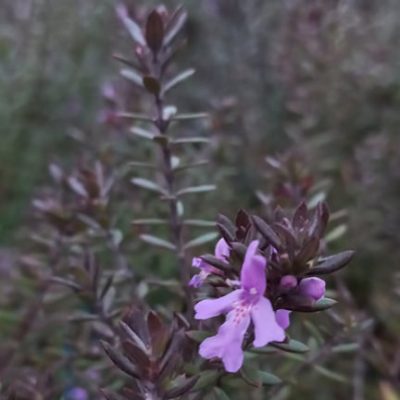 Westringia_fruticosa_Blue_Gem