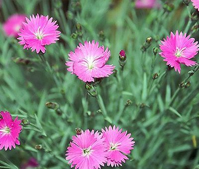 Dianthus_gratianopolitanus