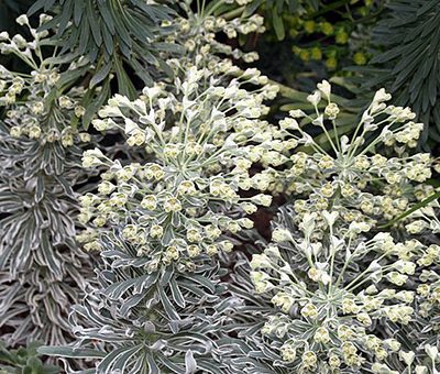 Euphorbia_Glacier_Blue