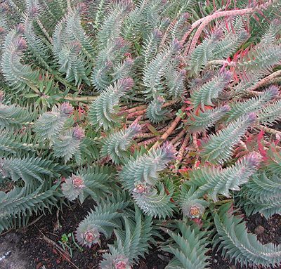 Euphorbia_rigida
