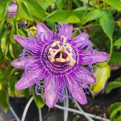Passiflora incense, Passiflore