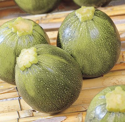 Courgette_ronde_de_nice