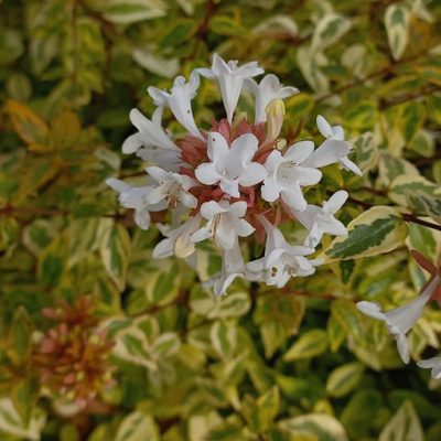 Abelia_kaleidoscope_fleurs