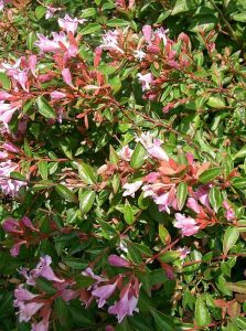 Abelia_x_grandiflora_Edward_Goucher