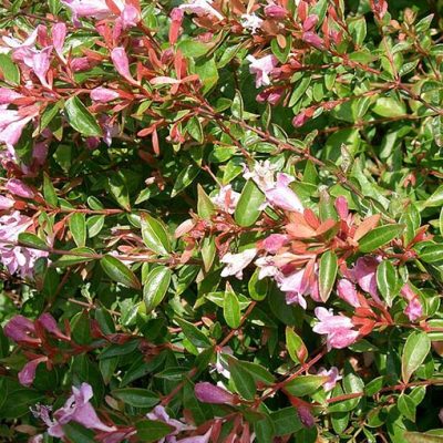 Abelia_x_grandiflora_Edward_Goucher