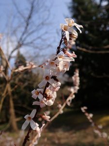 Abeliophyllum_distichum