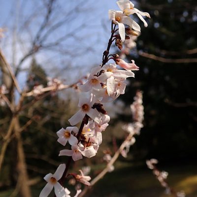 Abeliophyllum_distichum