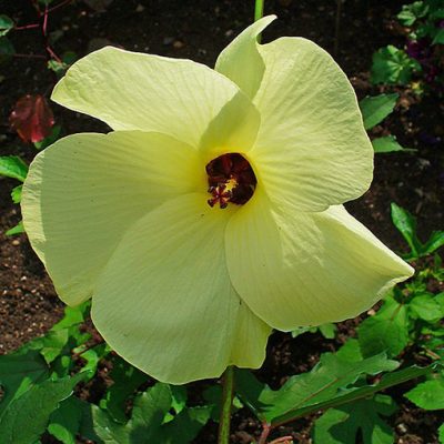 Abelmoschus_manihot
